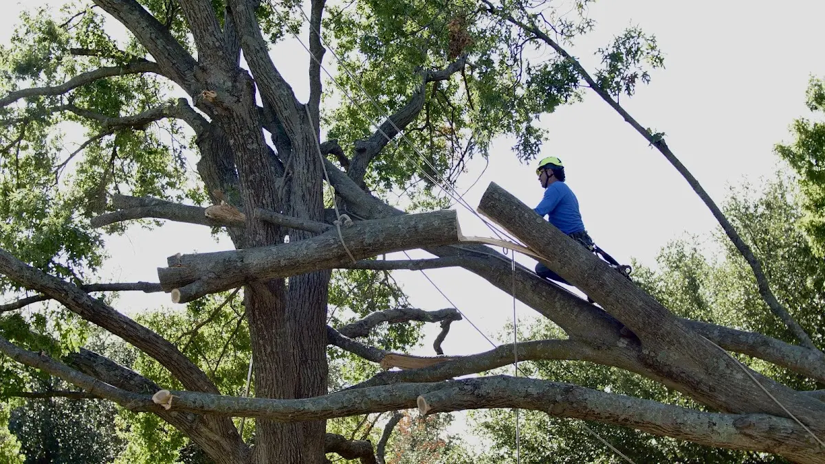 Professional Crown Thinning performed by certified arborists in Zwolle